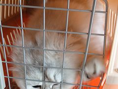 -艾贝尔宠物医院·狂犬免疫点(江山金象城店)