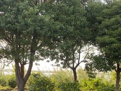-莲花岛景区