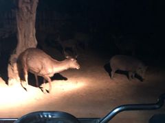 -清迈夜间动物园