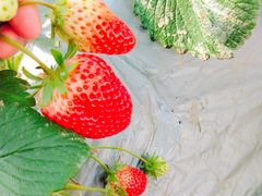 -胜丰草莓采摘园