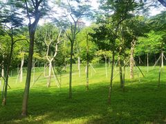 -紫马岭公园