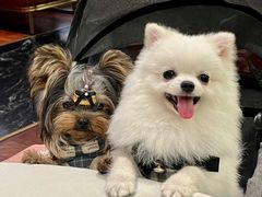 -蝶园·装修中(BFC外滩金融中心店)