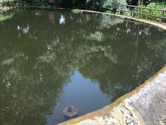 -成都市活水公园