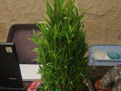 -徽宴楼·玫瑰之约(祥源店)