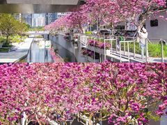 -深圳湾万象城(南山店)