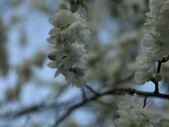 -杭州植物园