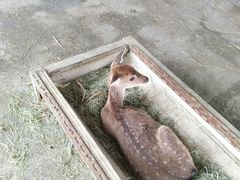 -鹿境梅花鹿生态园区