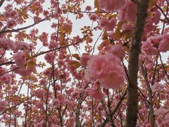 -高东镇樱花园