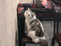 -Mr.Fox狐狸先生超级密室(南山店)
