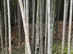 -树山生态村
