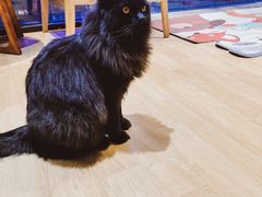 -藏猫猫咖啡主题馆(中央大道店)