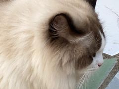 -喵屿·大理花园猫咖