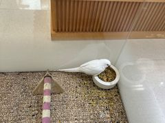 -帕帕拉兹宠物(亚洲旗舰店)