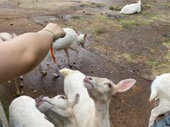 -深圳野生动物园