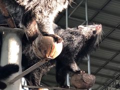 -清迈夜间动物园