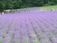 -富田农场