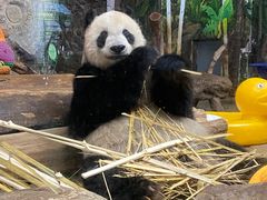 -海南热带野生动植物园