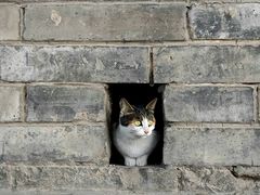 -西安城墙·碑林历史文化景区