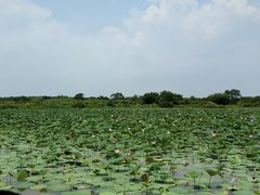 景点-大湾区中央湿地公园