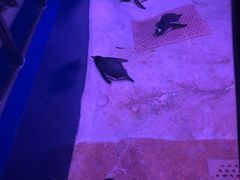 -暹罗海洋世界