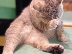 -猫色咖啡·猫咖