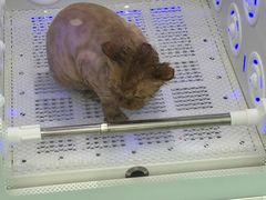 -爱洗澡的猫(望京店)