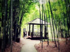 -广州市石门国家森林公园