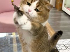 -青奢宠物·青奢猫舍