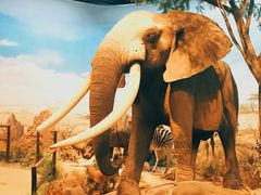 -陕西自然博物馆