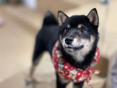 -柴务处·柴犬主题狗咖