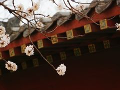 -桃花堤公园