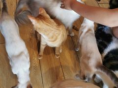 -Cappucimeow猫咪咖啡馆(韦伯时代店)