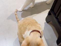 -琪喵猫屋·撸猫猫咖·猫舍