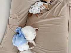 -怪兽屋·羊驼·猫咖·狗咖(俊华广场店)