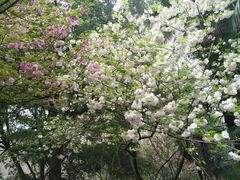 -武汉大学-樱园