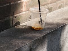 -BLACKSHEEP ESPRESSO(建国中路店)