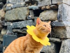 -喵屿·大理花园猫咖