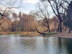 -上海共青森林公园