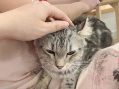-李小姐の猫咖啡馆(五角场店)