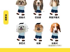 -翊宠yipet猫狗购宠庄园