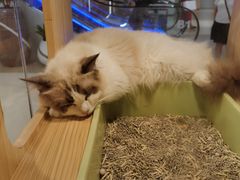 -屋虎猫馆(宝安大仟里店)