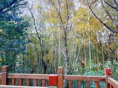 -上海佘山国家森林公园天马山园