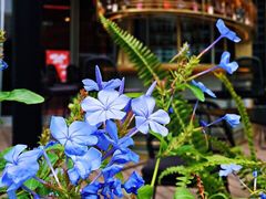 -凤凰湘语·湘粤鲜融(浦东旗舰店)