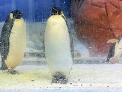 -海合安成都极地海洋公园