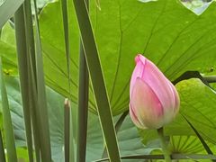 -陈家山荷花公园