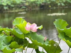-陈家山荷花公园
