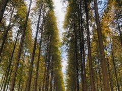 -黄海国家森林公园