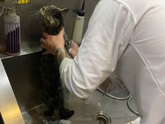 -宠爱国际动物医院·消化内科·心肾内科·ISFM猫友好(望京店)
