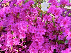 -羊亭河湿地公园