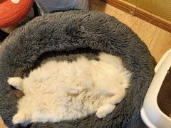 -白兔子密室(长寿路店)